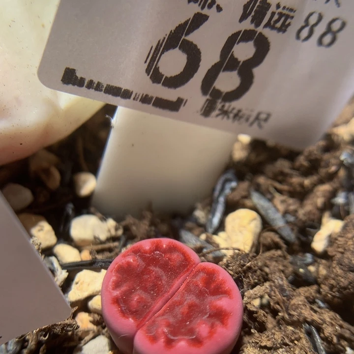 Sss精品花生花68