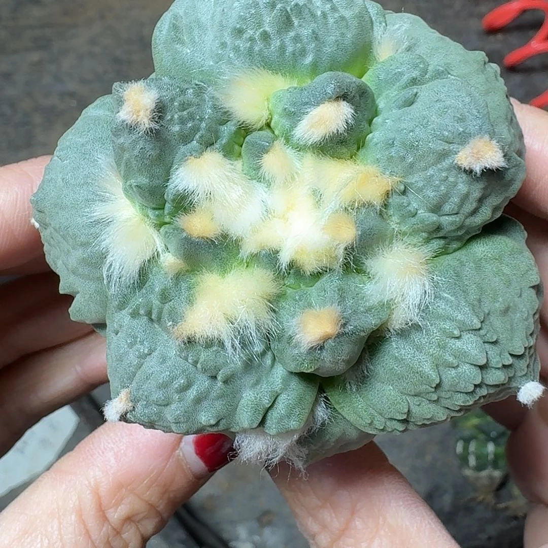 仓***满无花朵怒涛牡丹424