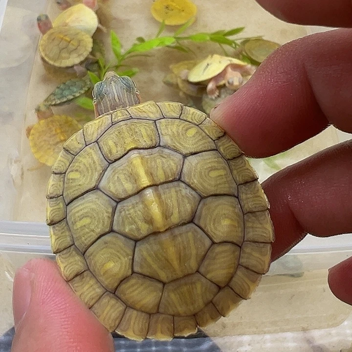 绿毛龟母巴西11111