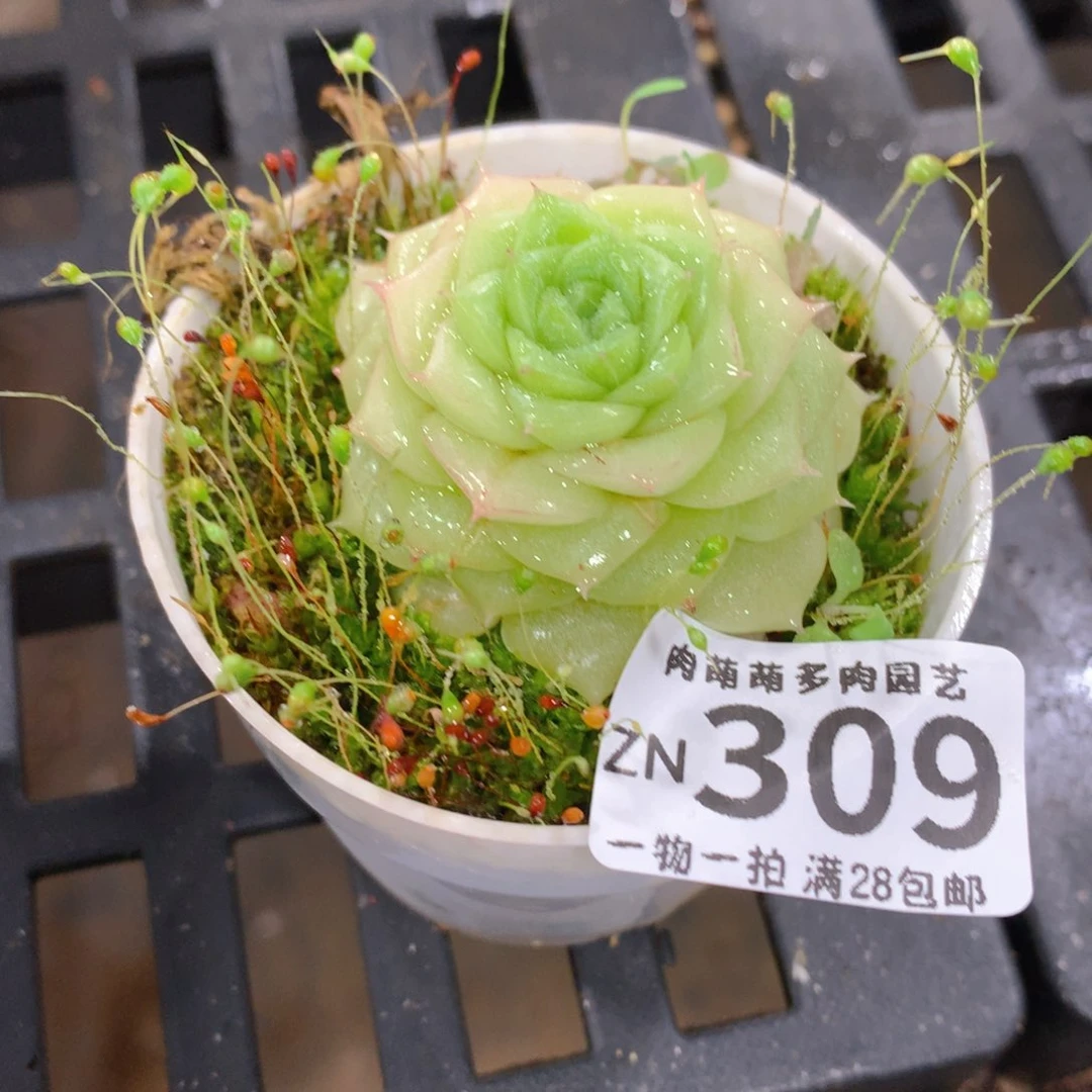 肉萌萌拇指盆精控多肉ZN309