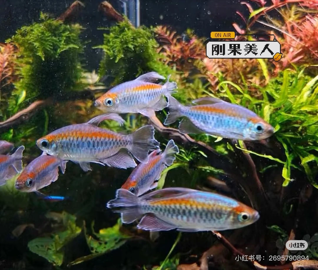 刚果美人小型热带观赏鱼淡水草缸群游活体鱼