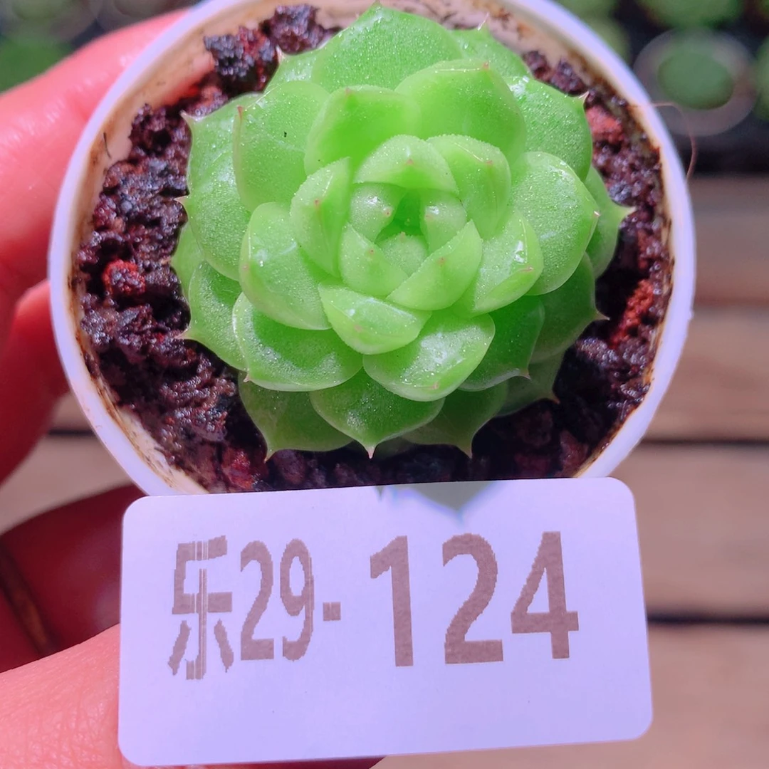 乐然29-124 新品单头