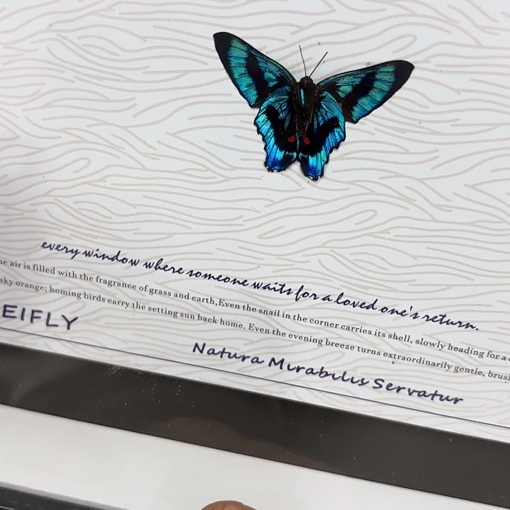 桃***.蝴蝶标本定制563@