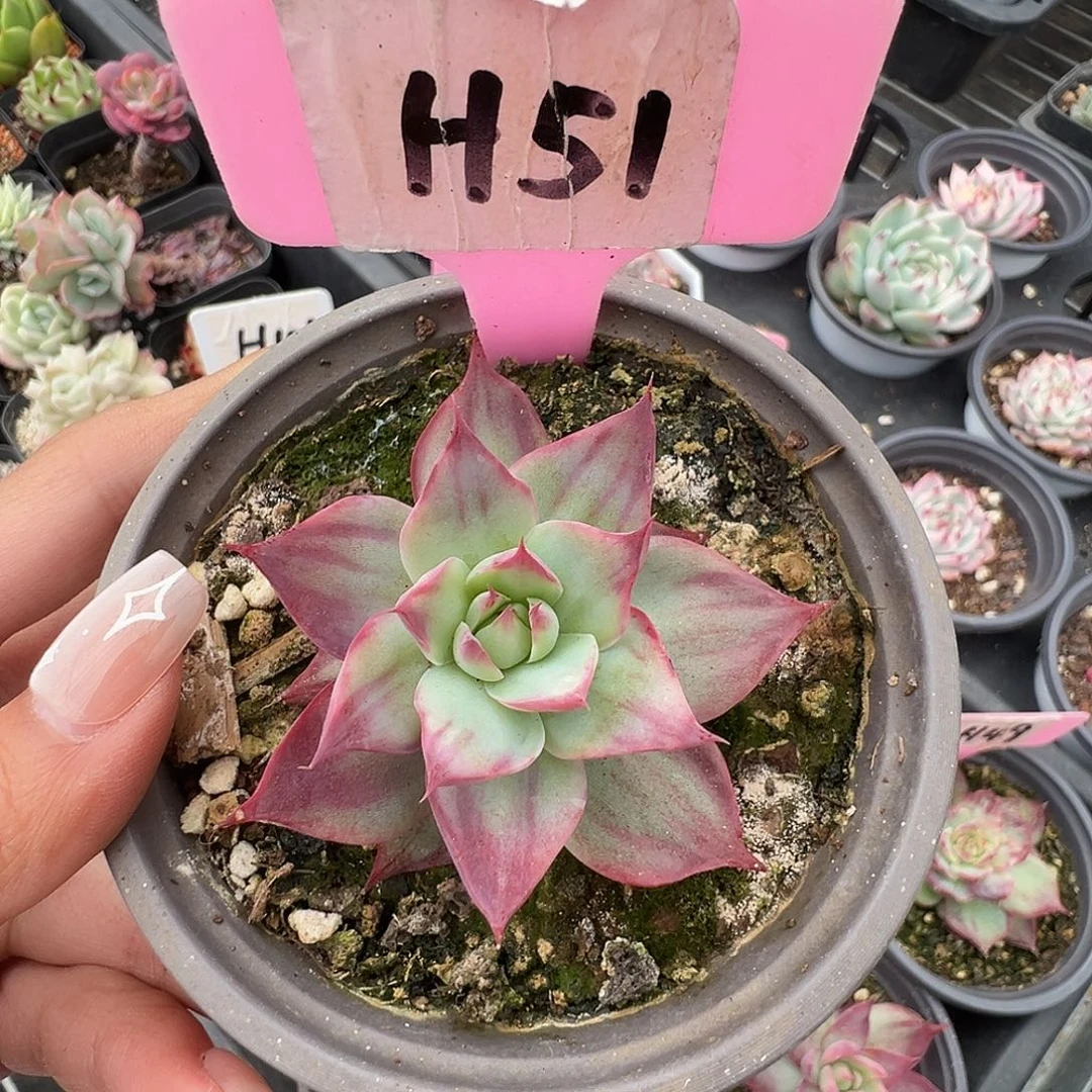 熊***毛惊鸿仙子H51多肉植物