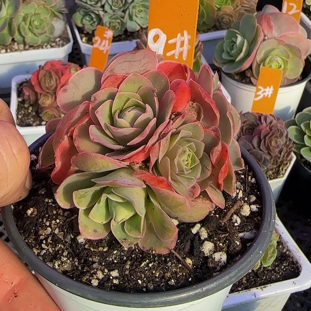 戚祤 非偏远包邮事妈勿拍