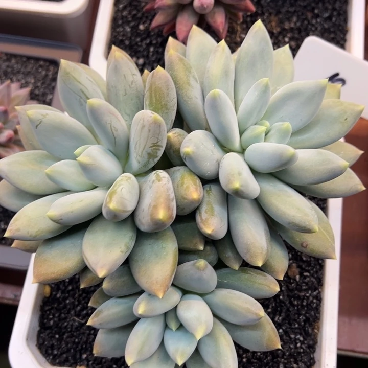 陌***࿐10哥特萝莉一物一拍
