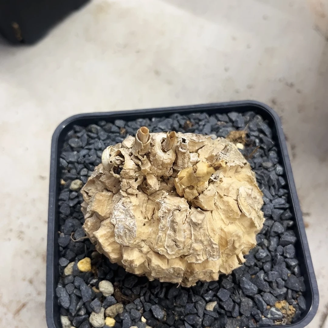 潮流植物龟甲萝魔