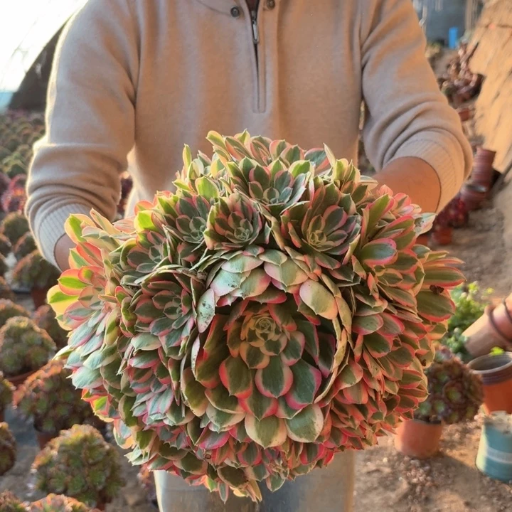 精品大粉女郎好看好养