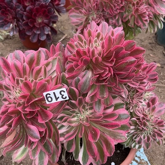 多肉植物一个法师