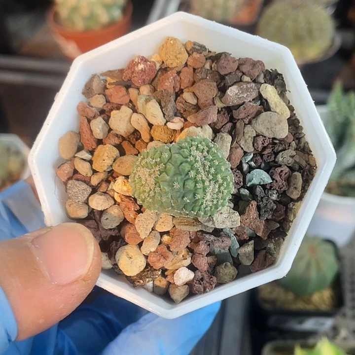 163实生菊水缀化仙人球