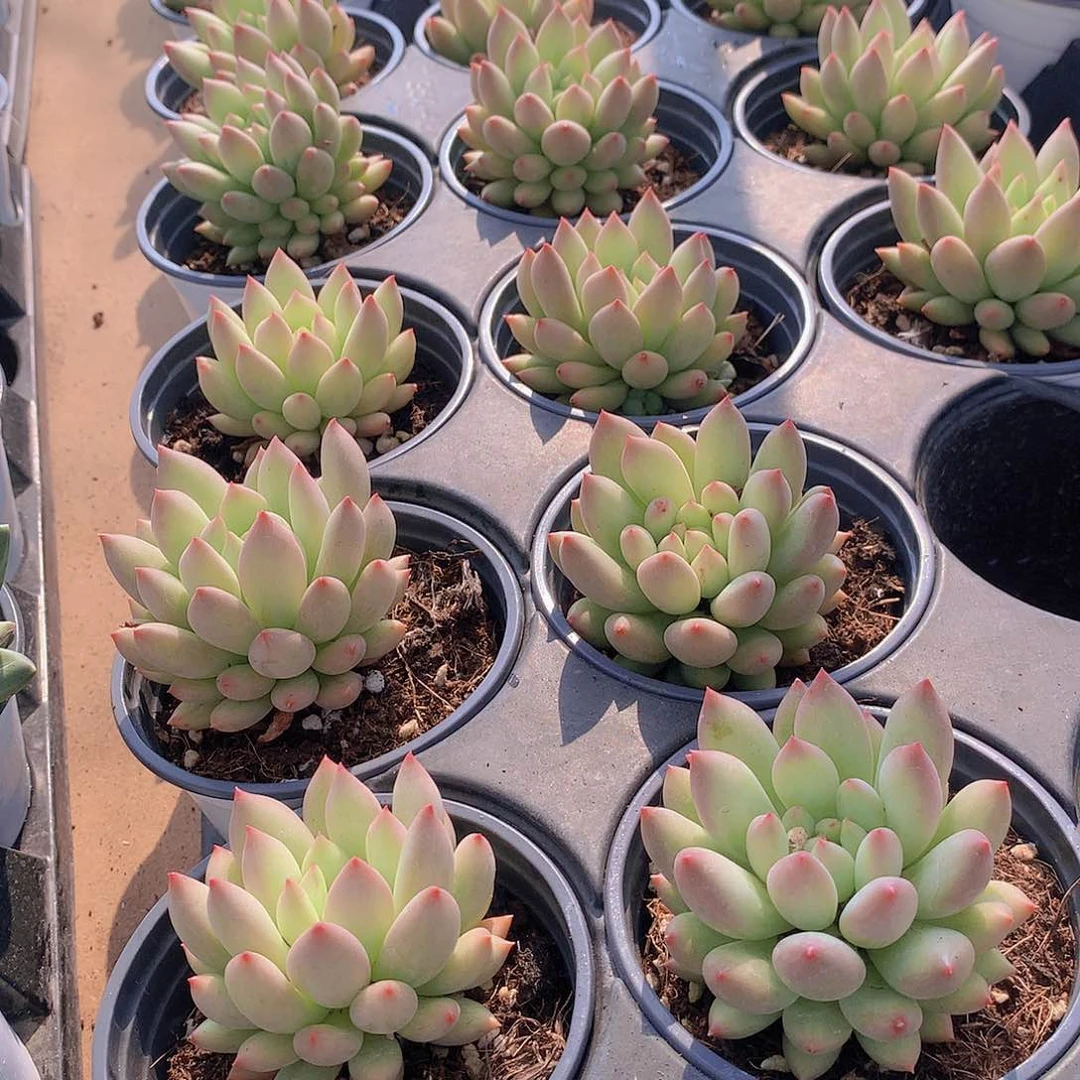 二代虞美人235788900000