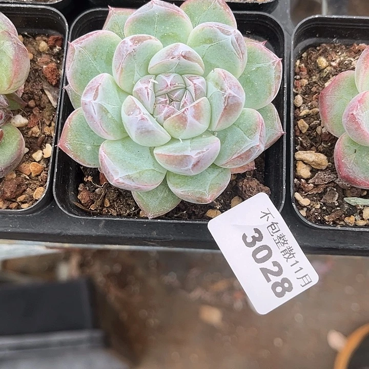 阿雅园艺。          3028钻石4