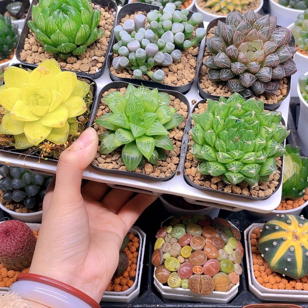 玉露六件套多肉，原盆