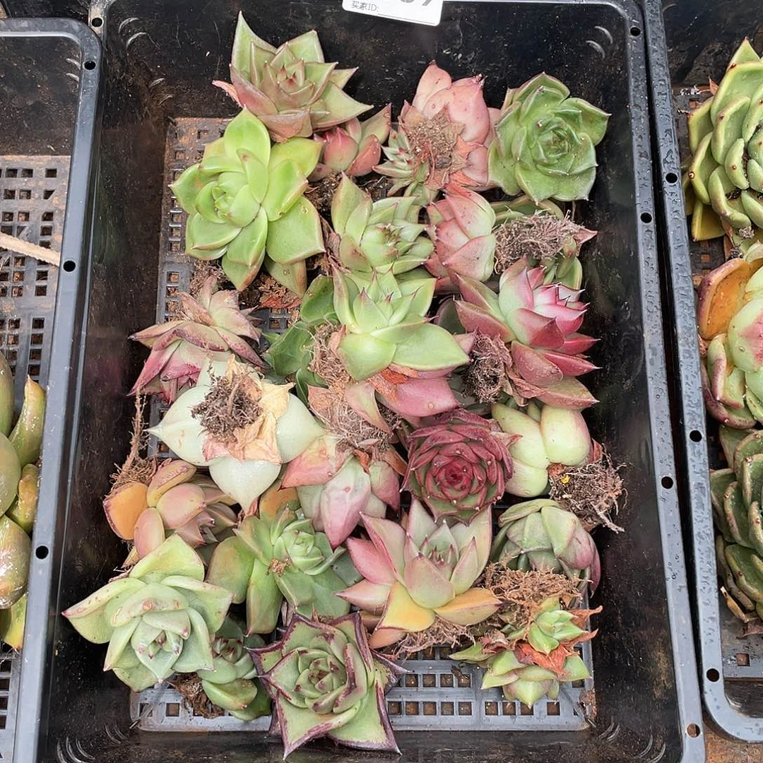 若如东云筐拍E839