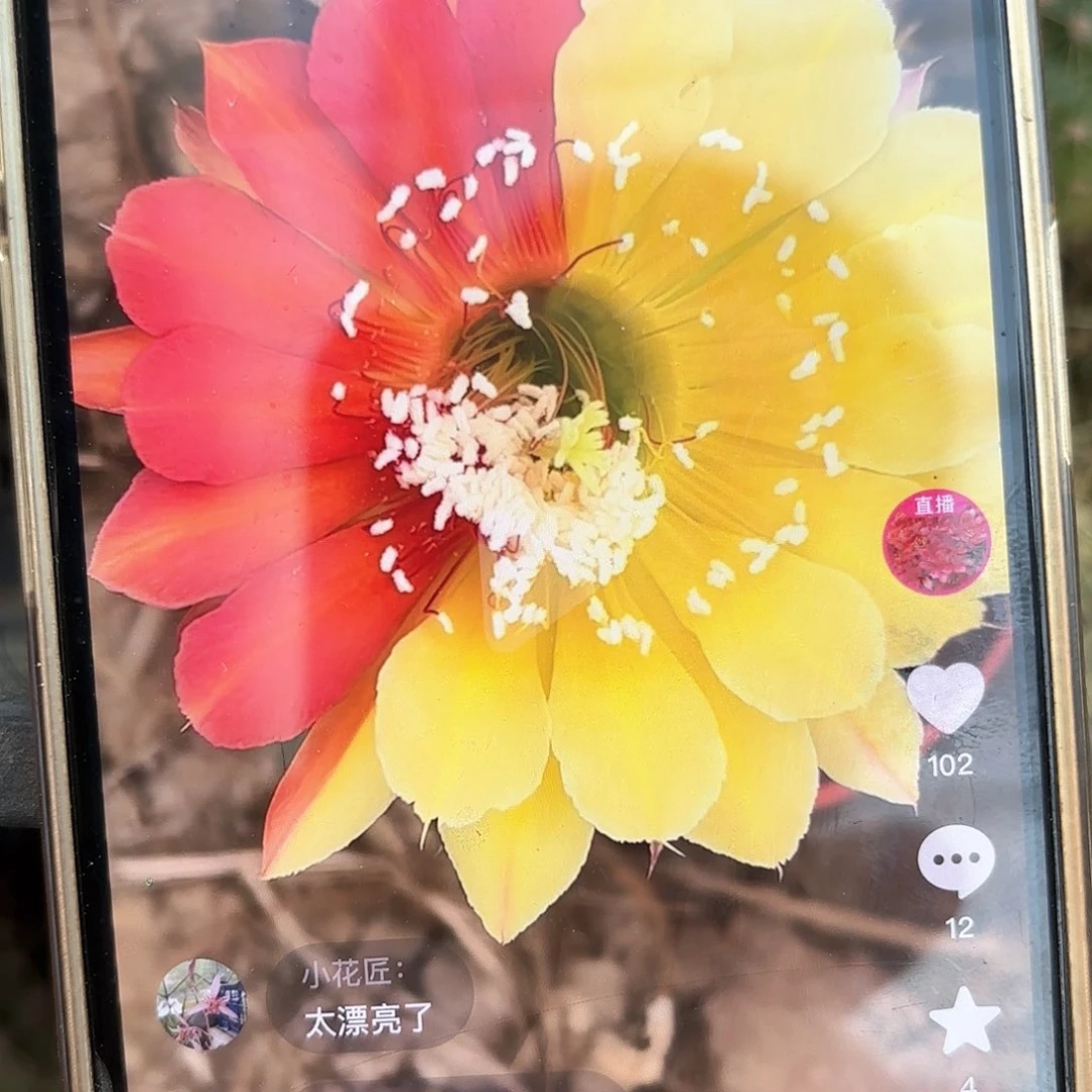 冰与火彩20包邮侧牙仙人球不稳定24