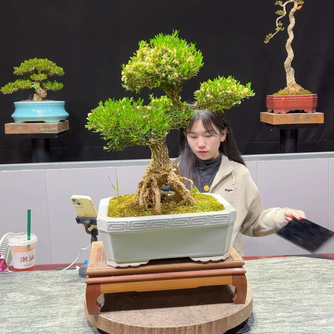 黄杨盆景老桩四季常青