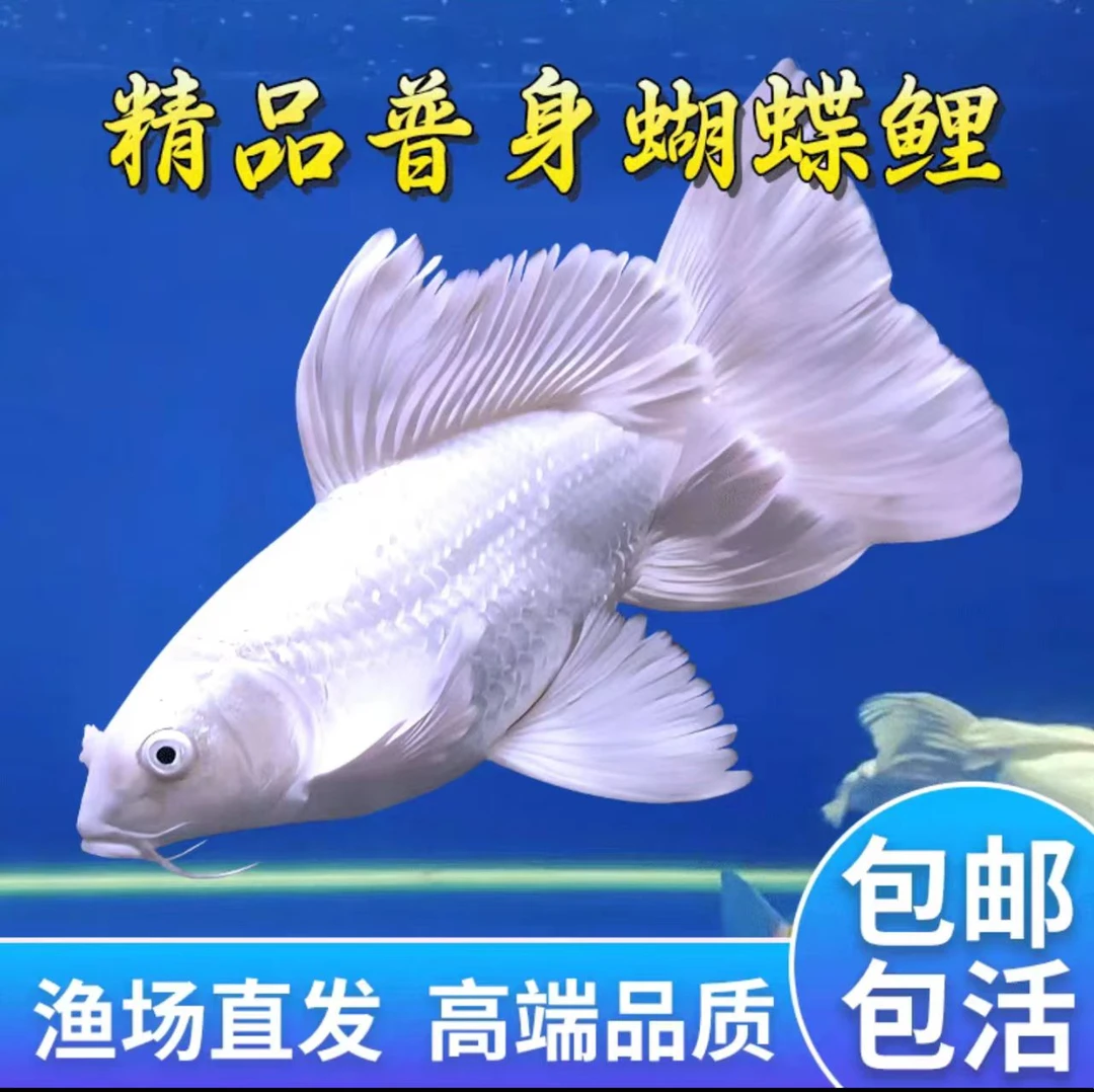 精品蝴蝶鲤鱼台系纯种贵妃体白色普身观赏鱼养殖饲养活体发货养殖