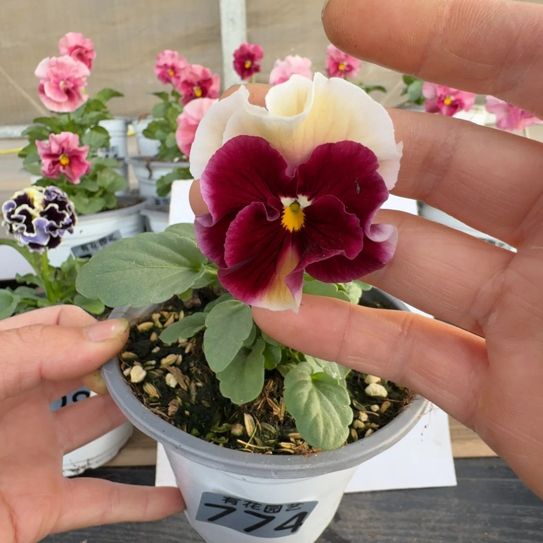 无花朵774号角堇