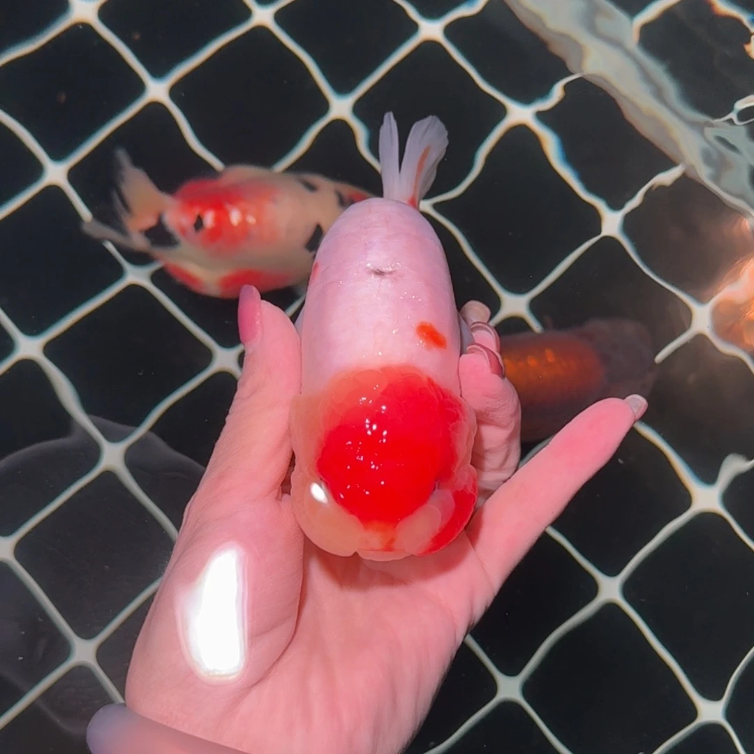 海水鱼高货兰寿兰寿