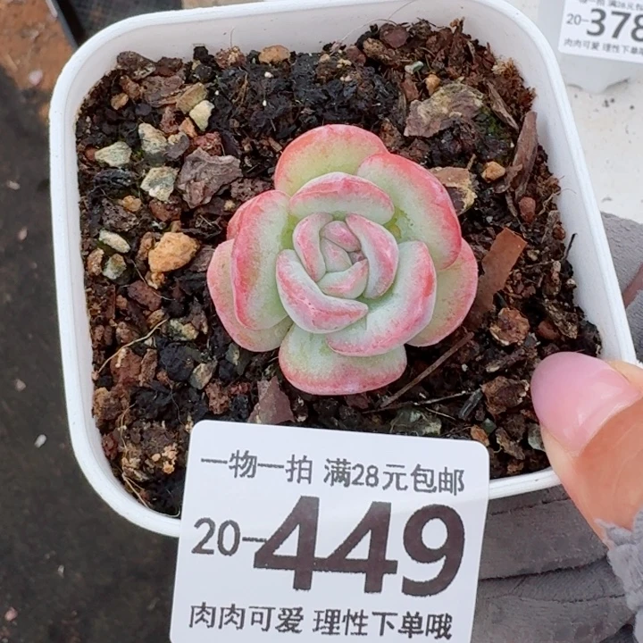 石化桔子冰无盆土发货无盆土发货无