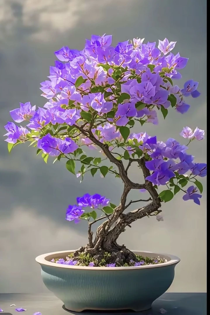 三角梅带花大苗盆栽四季开花爬藤植物适合室内阳台庭院