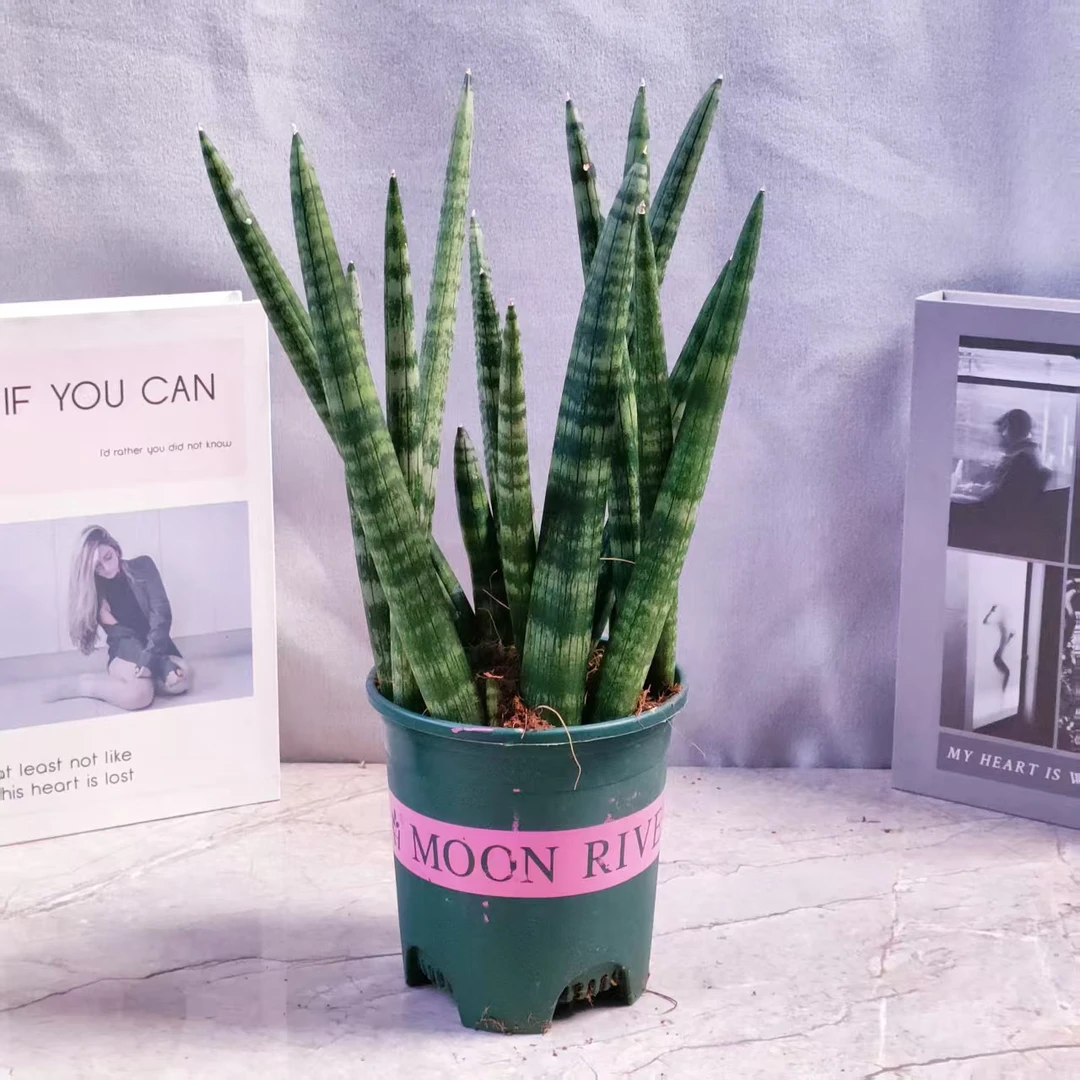 【直播浮利】佛手植物虎皮兰犀牛角整盆批发4-5棵（35-45cm）