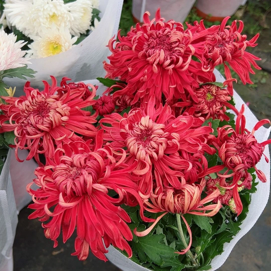 完全开放红龙池大花