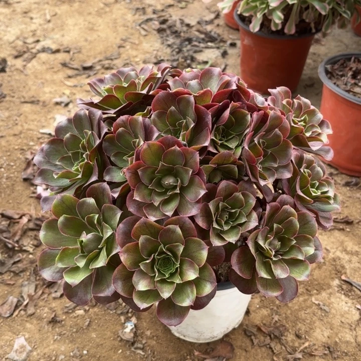 多肉植物法师魅金1