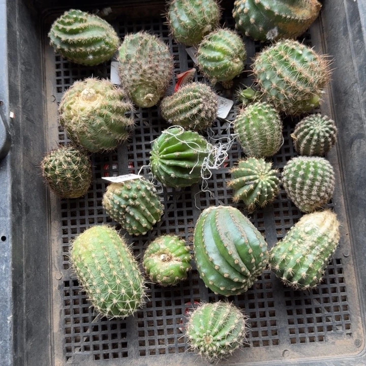 250无根2个侧牙3公分左右斑