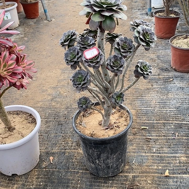 17，灰圆叶多肉法师多肉