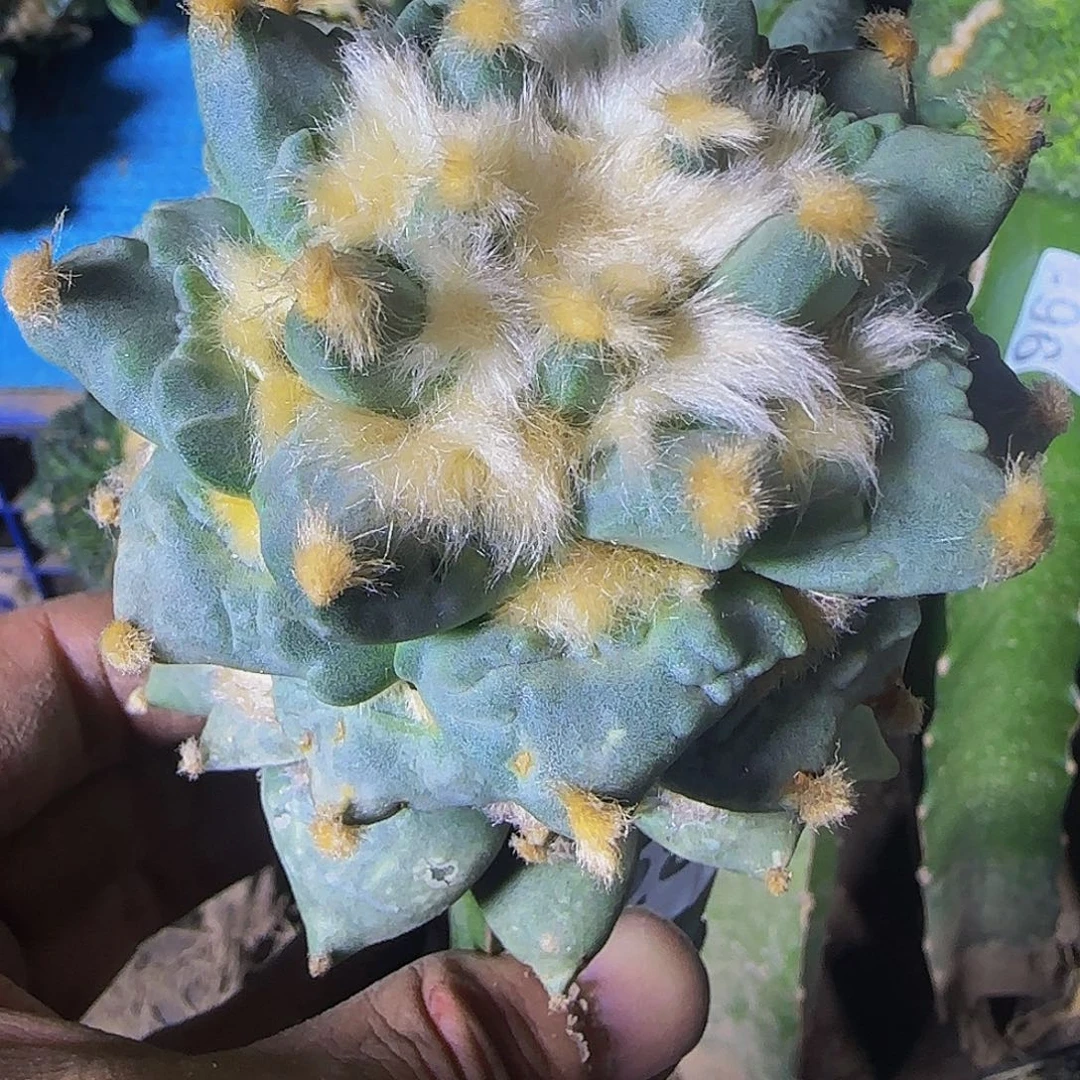 龙怒285仙人球开花