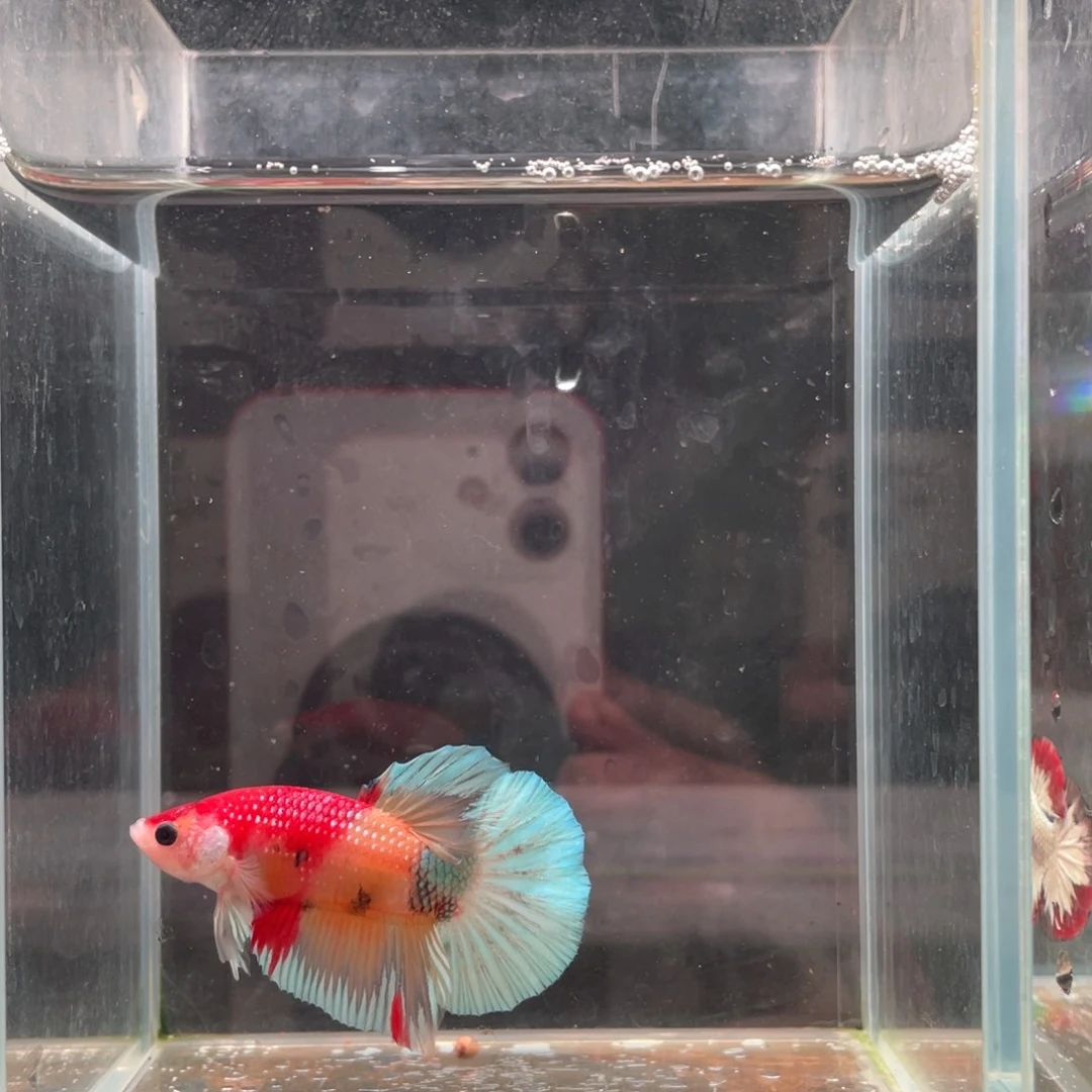 斗鱼印尼精品斗鱼16