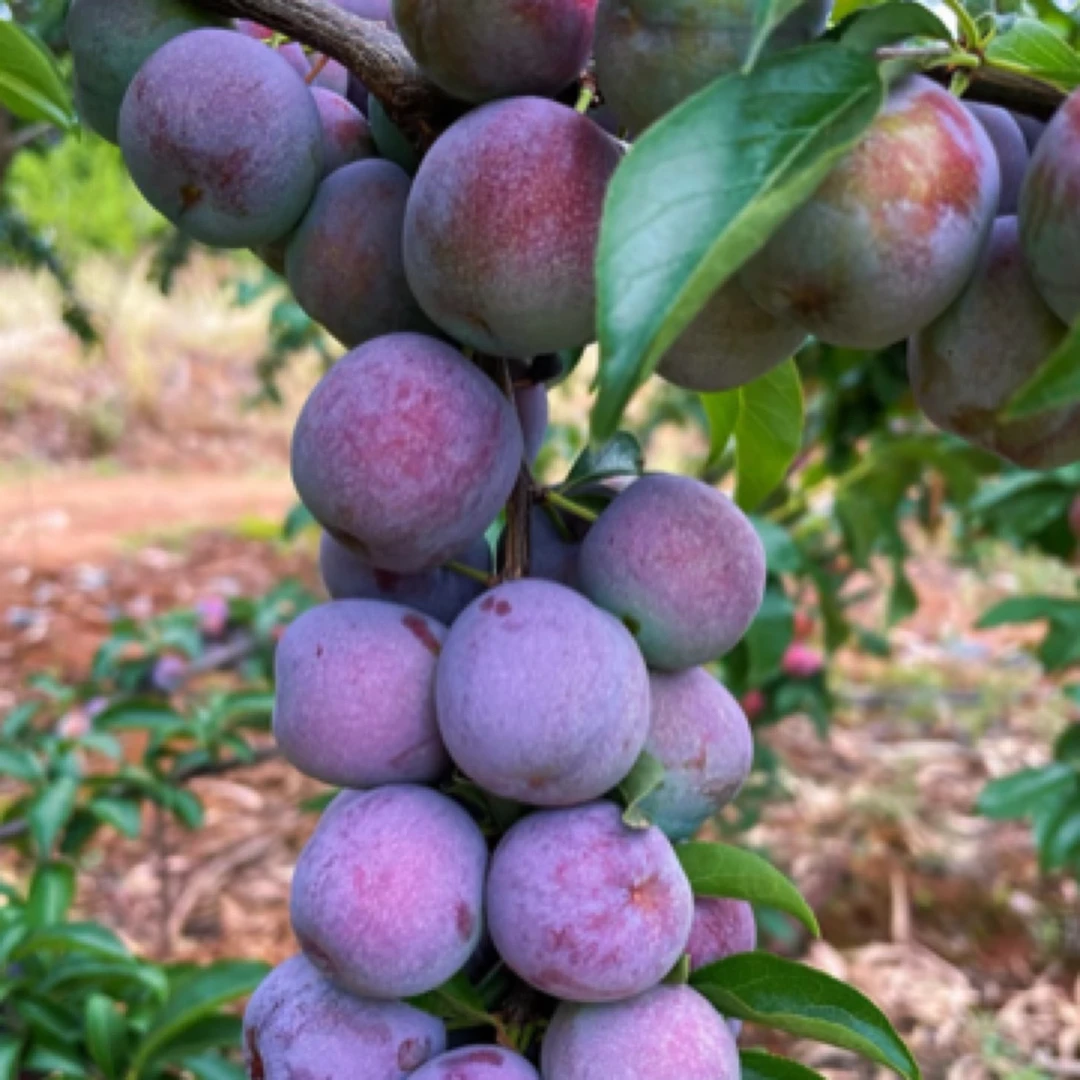 四川江安赶场山本地正宗老树五月脆凤凰李青脆李新鲜现摘产地直发