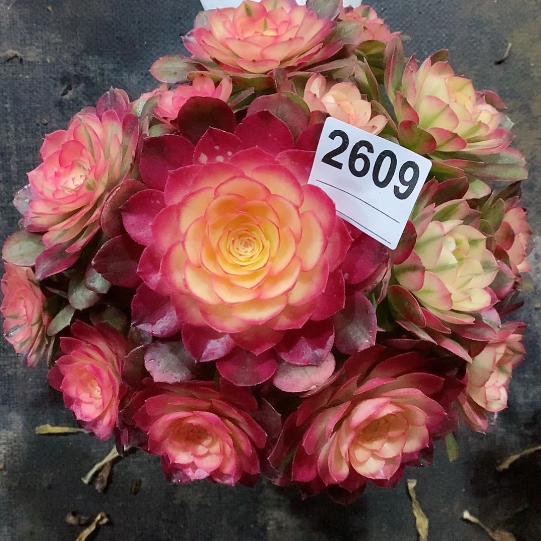 红陶2609荔枝3冠23左右