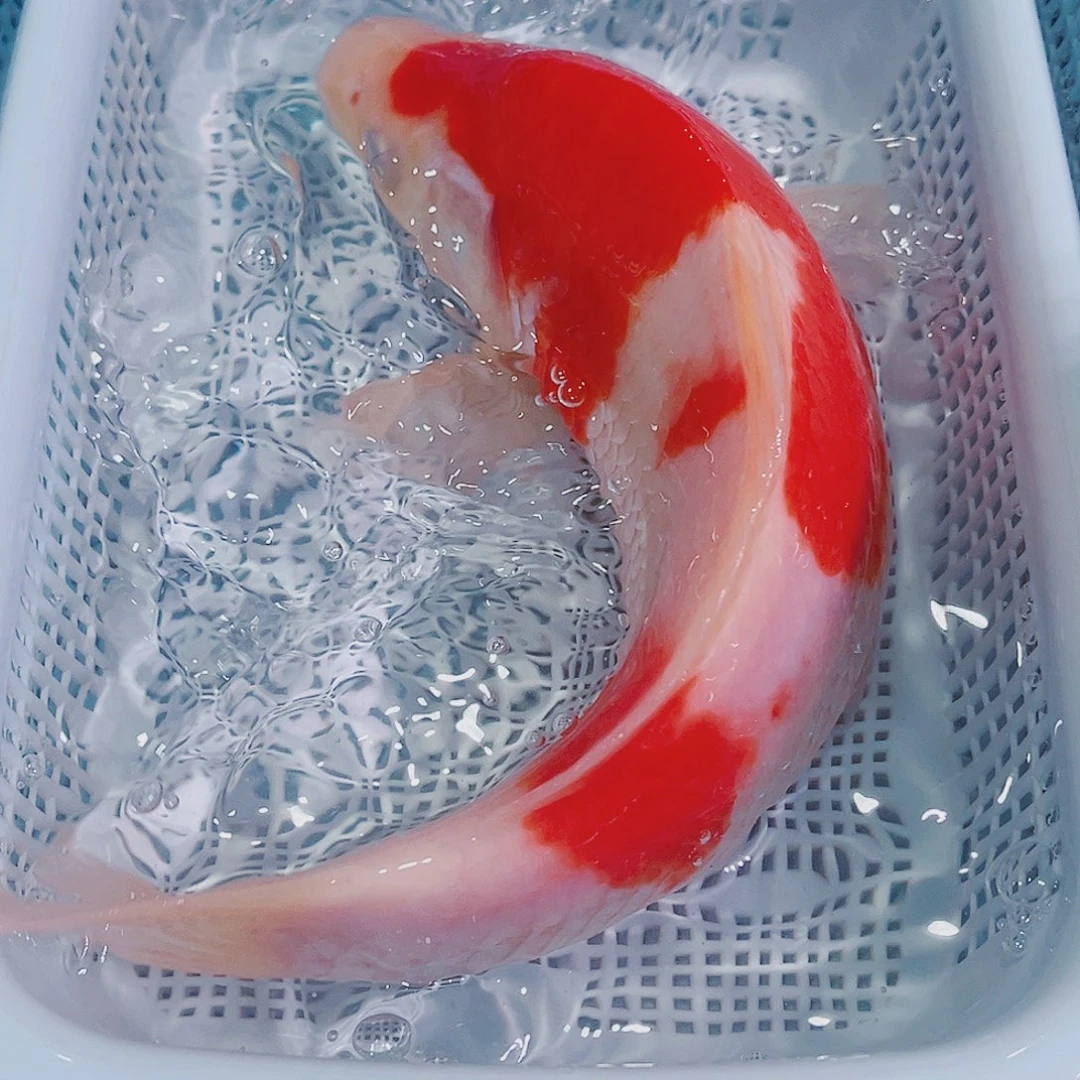 锦鲤锦鲤冷水鱼观赏140