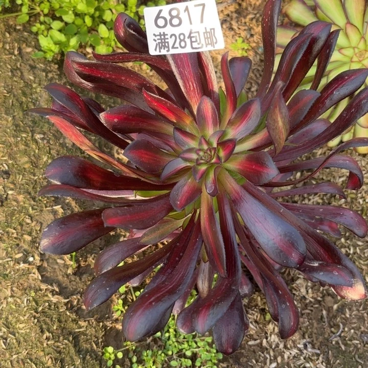 G. 6817魔法是锦中班多肉