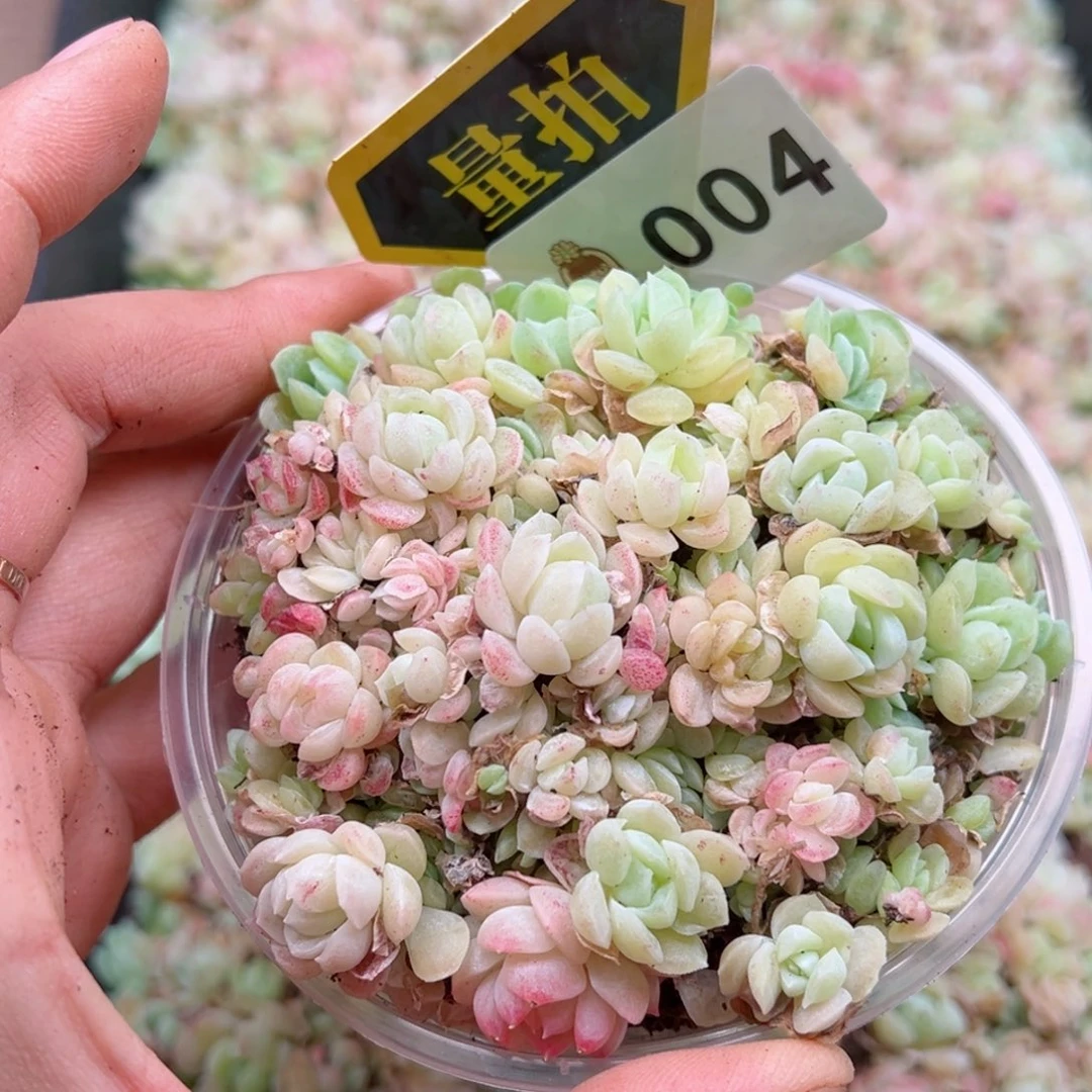 多肉植物多肉植物