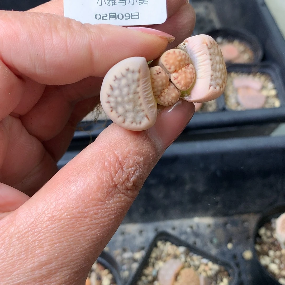 G31多肉植物保护