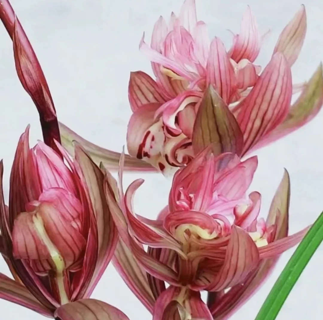 春剑春暖花开，红色奇花