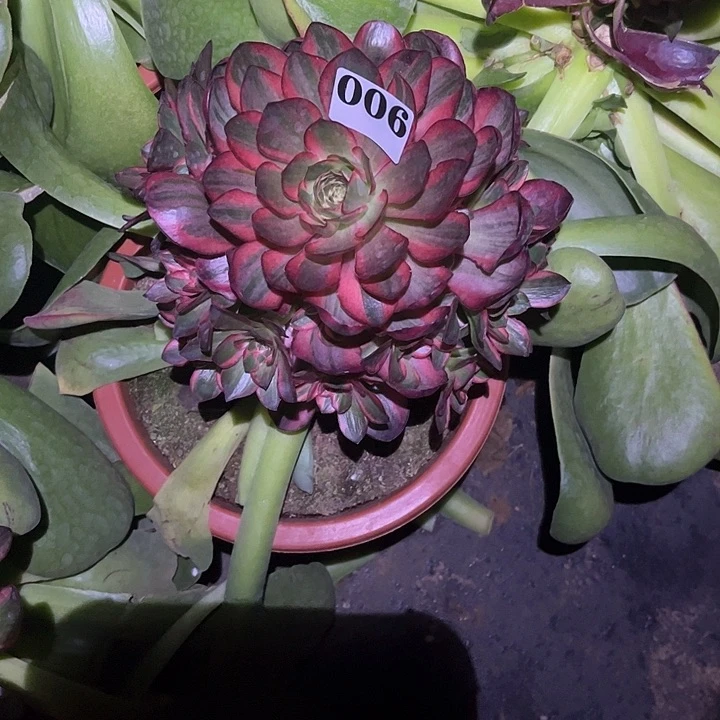 ?**喽魅锦玫瑰锦多肉植物05006