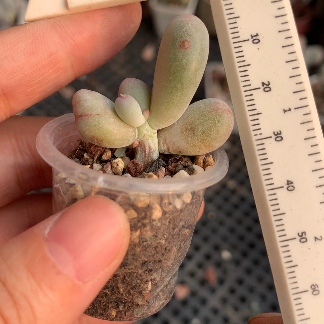 石化锦石化锦张开了问我