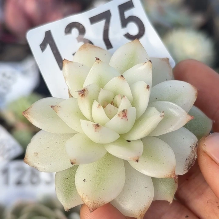 头盖锦多肉植物满18包邮当场凑单不满单隔天发顺丰到付