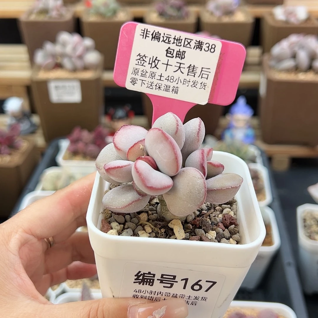 麻**丝167白肌红蛋多肉植物