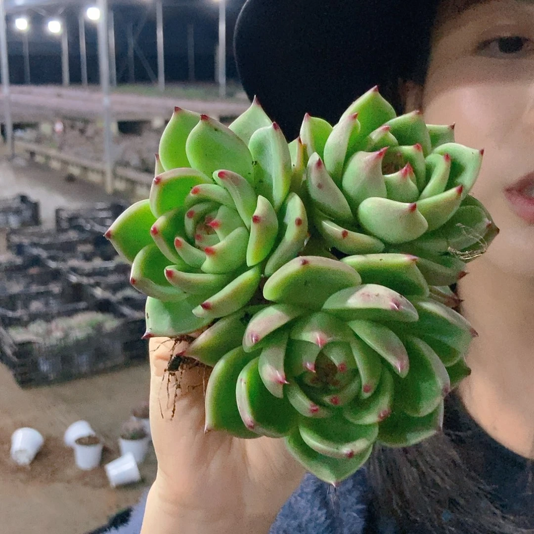 蓝龙群3头随机发货