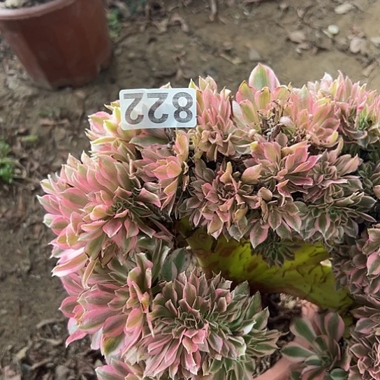 (***陌多肉植物一个女巫822