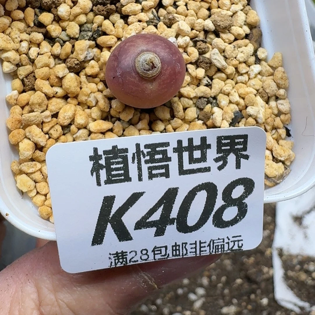 多肉植物的润泽gbj