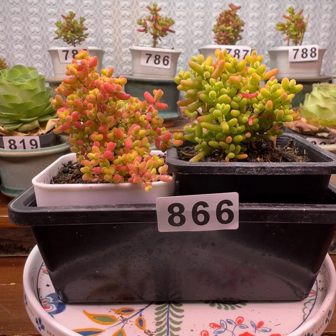 枝干番杏大吉大利866