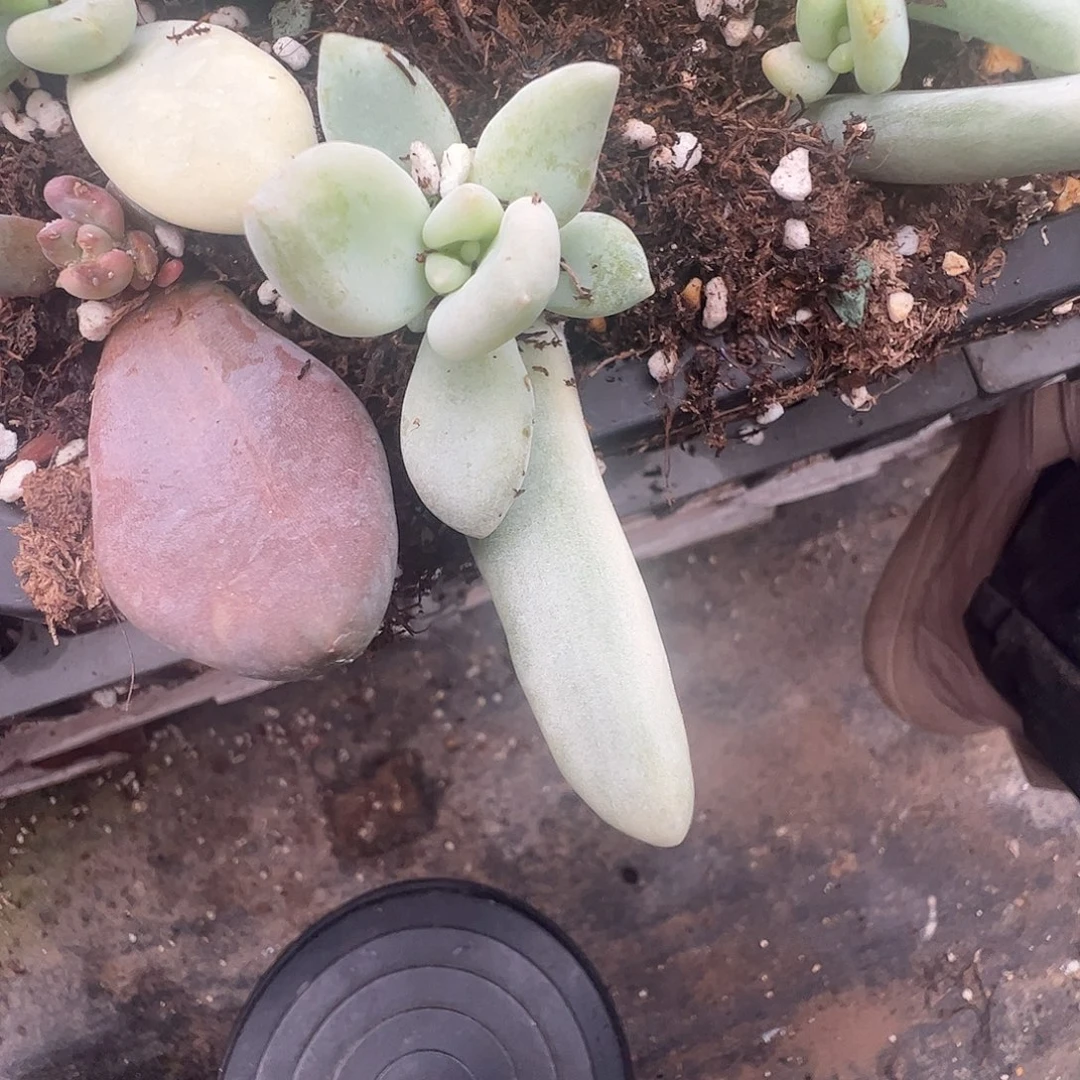 妃***理多肉植物多肉植物