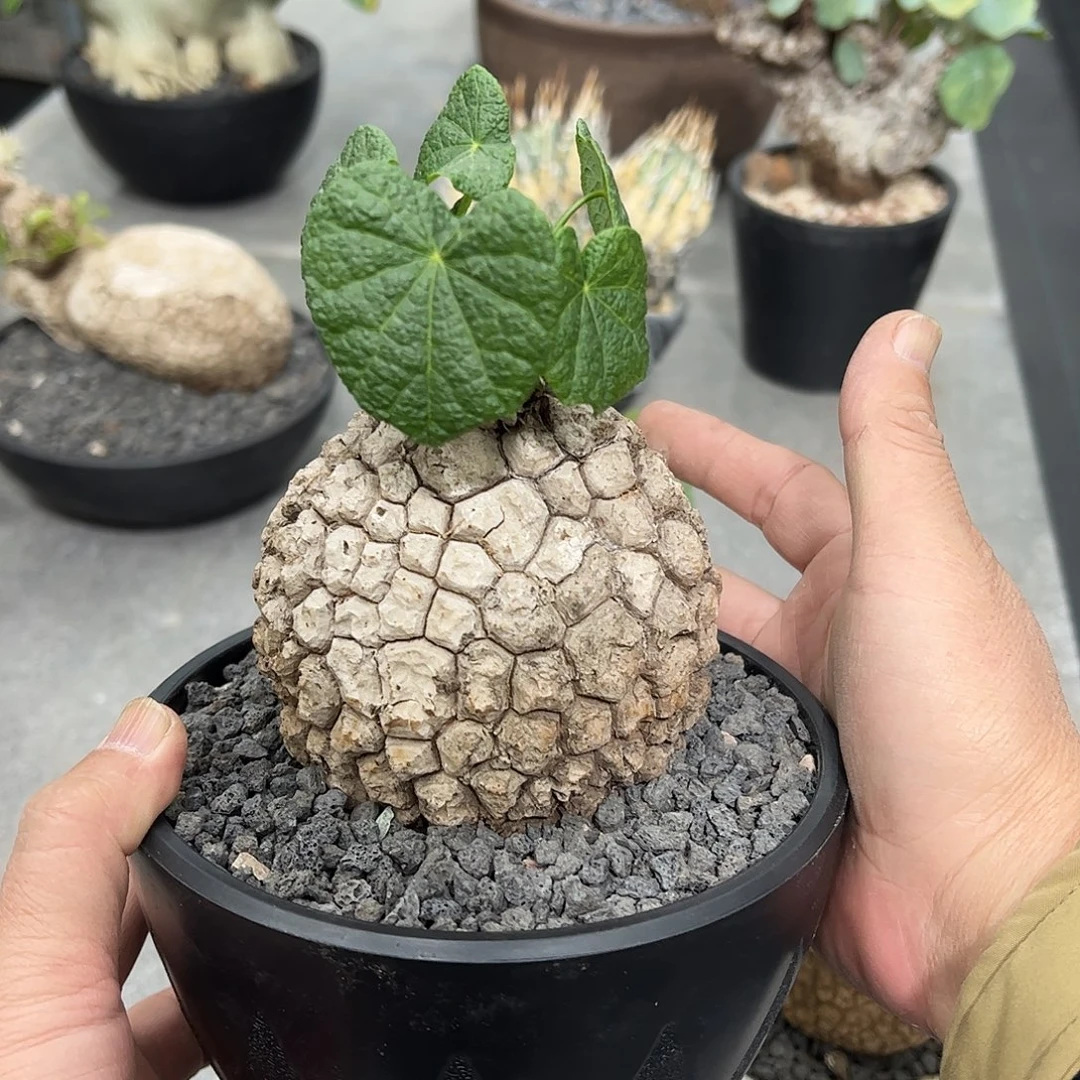 永***制荔枝龟6666888888