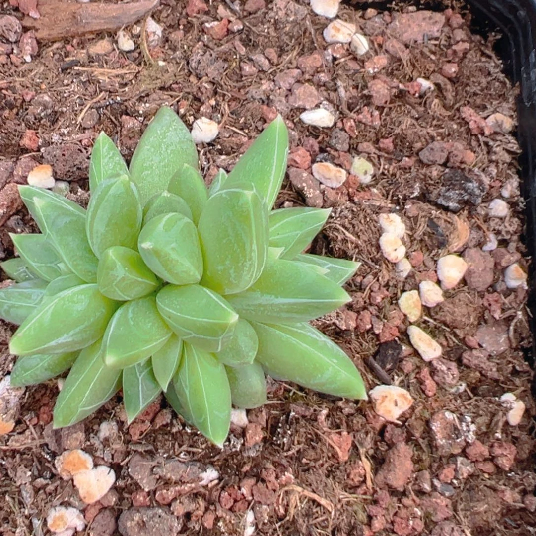 大***✿1111111111111111111111111